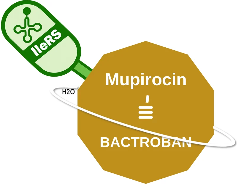 Mupirocin ballicule: receptor binding, kinetics and half-life diagram