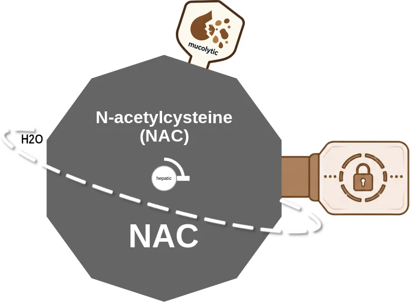 N-acetylcysteine (NAC) ballicule: receptor binding, kinetics and half-life diagram