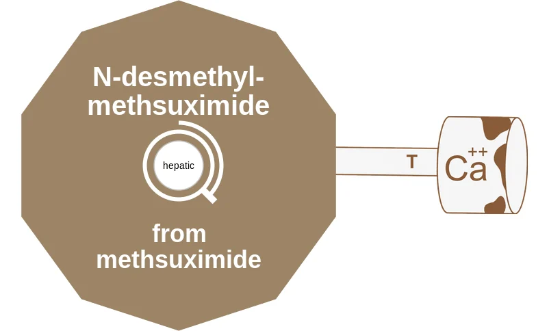 N-desmethylmethsuximide ballicule: receptor binding, kinetics and half-life diagram