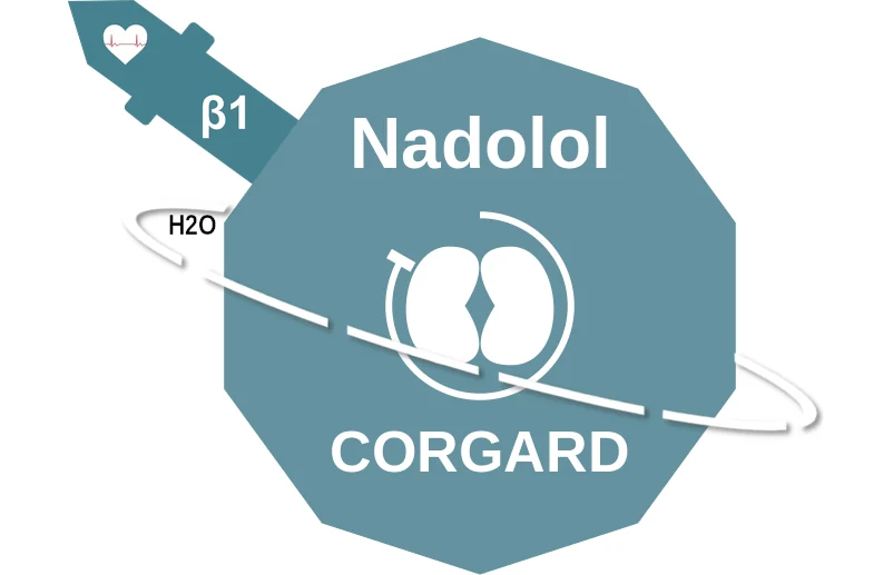 Nadolol ballicule: receptor binding, kinetics and half-life diagram