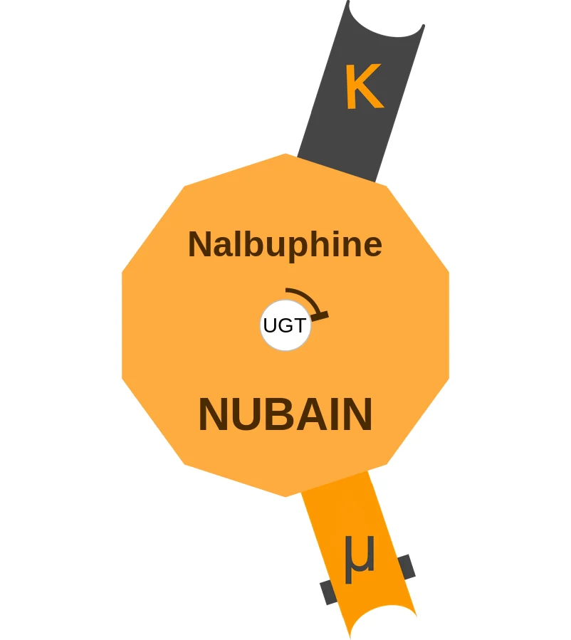 Nalbuphine ballicule: receptor binding, kinetics and half-life diagram
