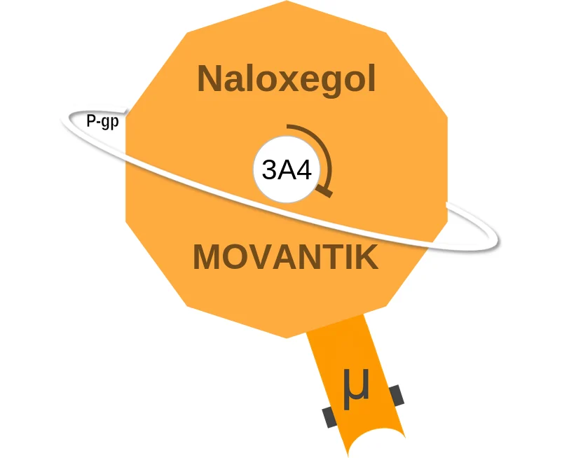 Naloxegol ballicule: receptor binding, kinetics and half-life diagram