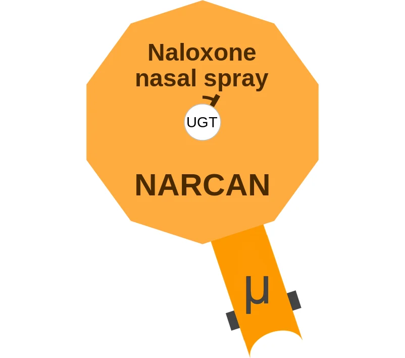 Naloxone nasal spray ballicule: receptor binding, kinetics and half-life diagram