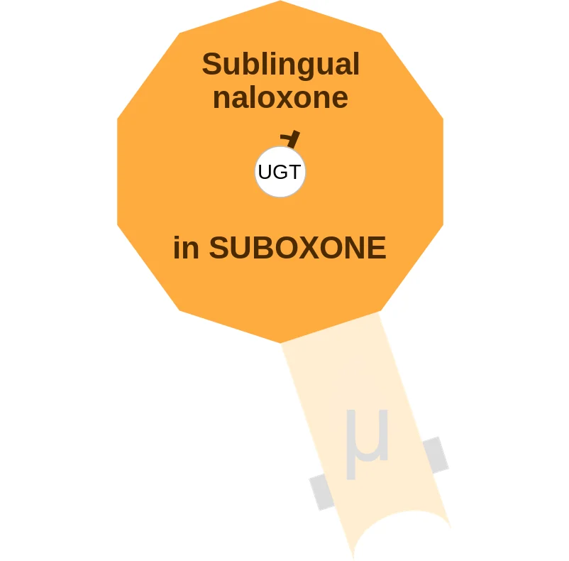 Sublingual naloxone ballicule: receptor binding, kinetics and half-life diagram