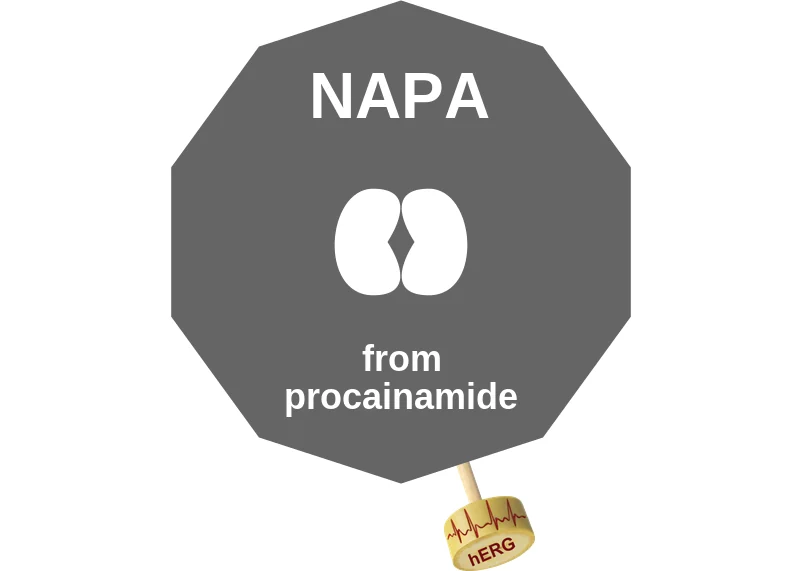 NAPA ballicule: receptor binding, kinetics and half-life diagram