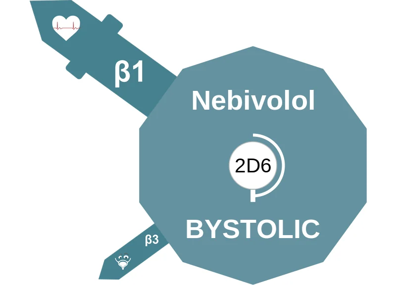 Nebivolol ballicule: receptor binding, kinetics and half-life diagram
