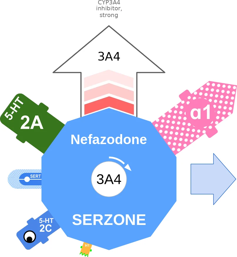Nefazodone ballicule: receptor binding, kinetics and half-life diagram