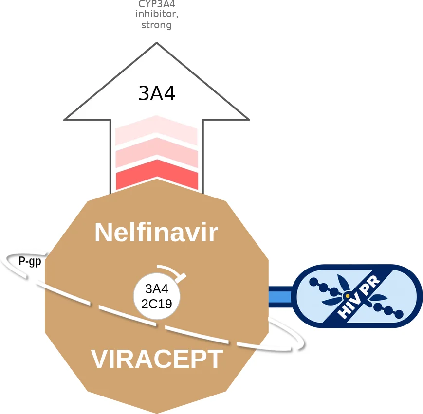 Nelfinavir ballicule: receptor binding, kinetics and half-life diagram