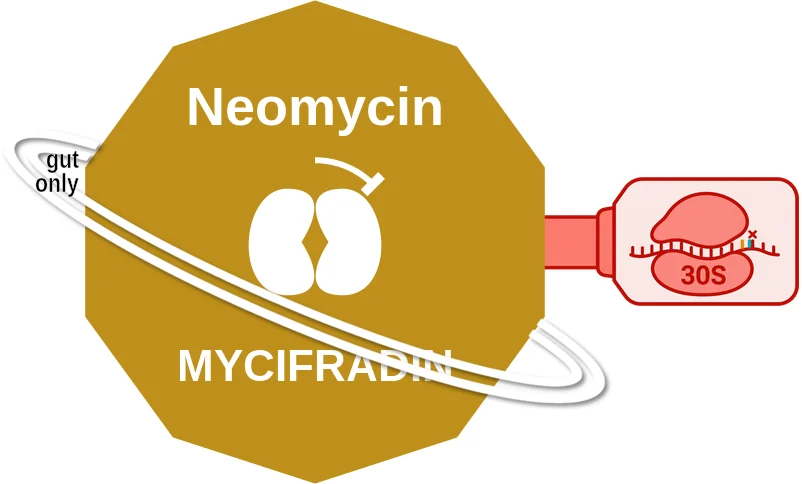 Neomycin ballicule: receptor binding, kinetics and half-life diagram