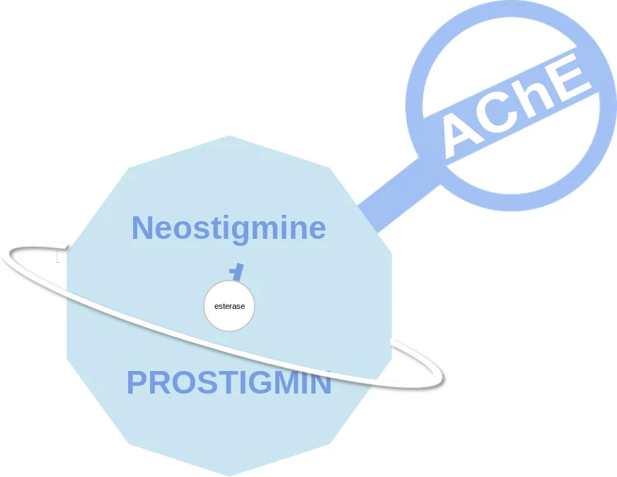 Neostigmine ballicule: receptor binding, kinetics and half-life diagram