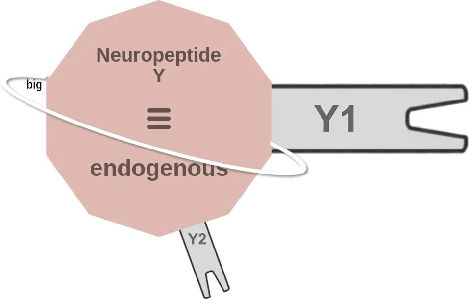 Neuropeptide Y ballicule: receptor binding, kinetics and half-life diagram