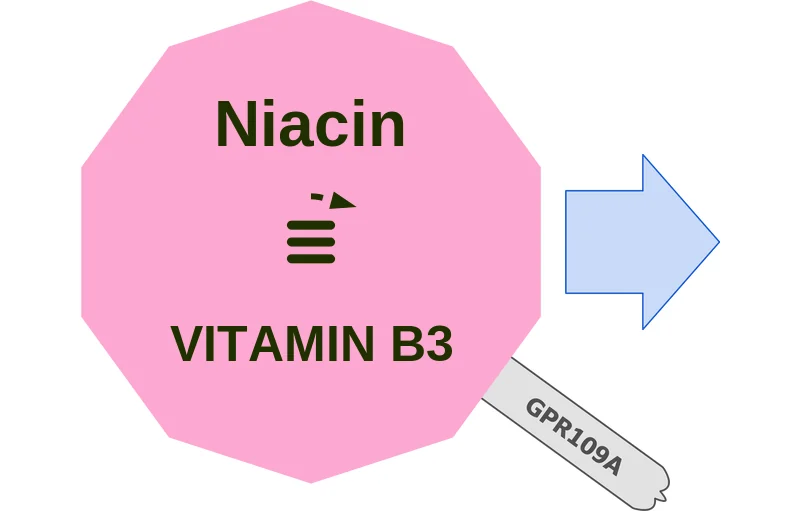 Niacin ballicule: receptor binding, kinetics and half-life diagram