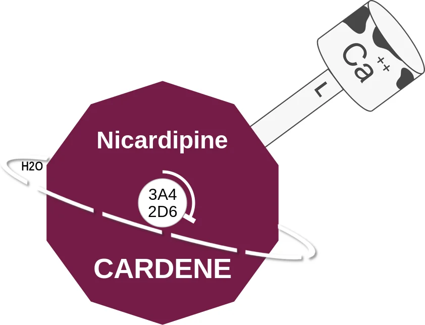 Nicardipine ballicule: receptor binding, kinetics and half-life diagram