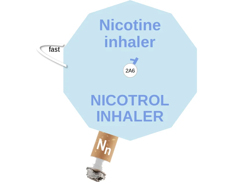 Nicotine inhaler ballicule: receptor binding, kinetics and half-life diagram