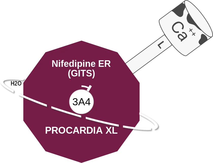 Nifedipine ER (GITS) ballicule: receptor binding, kinetics and half-life diagram