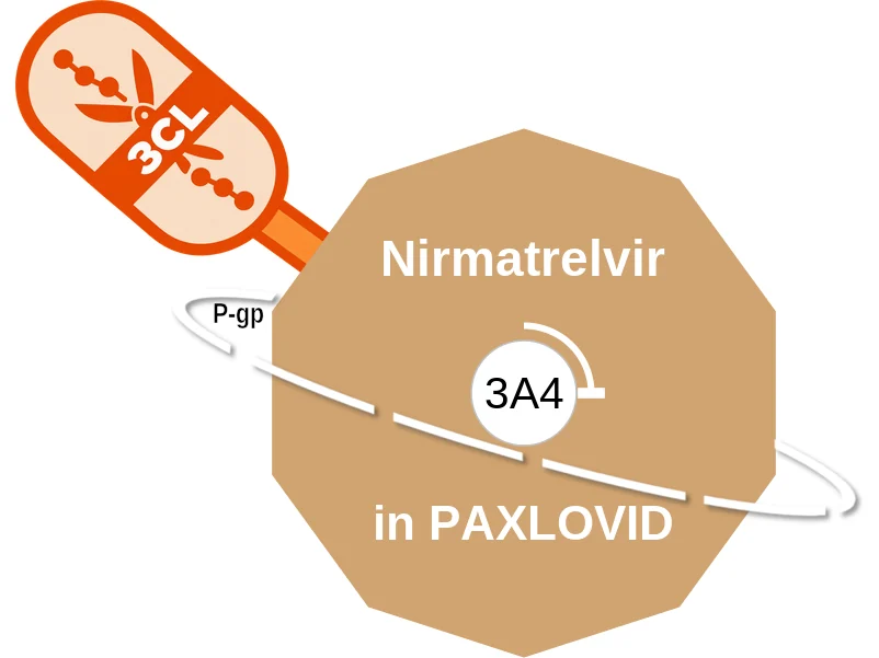 Nirmatrelvir ballicule: receptor binding, kinetics and half-life diagram