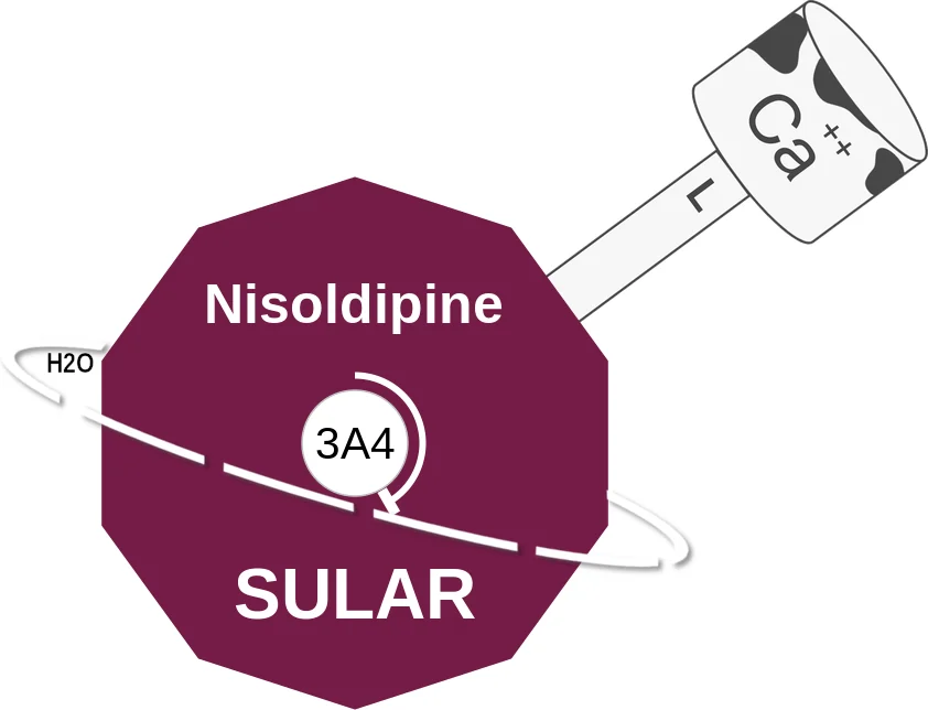Nisoldipine ballicule: receptor binding, kinetics and half-life diagram