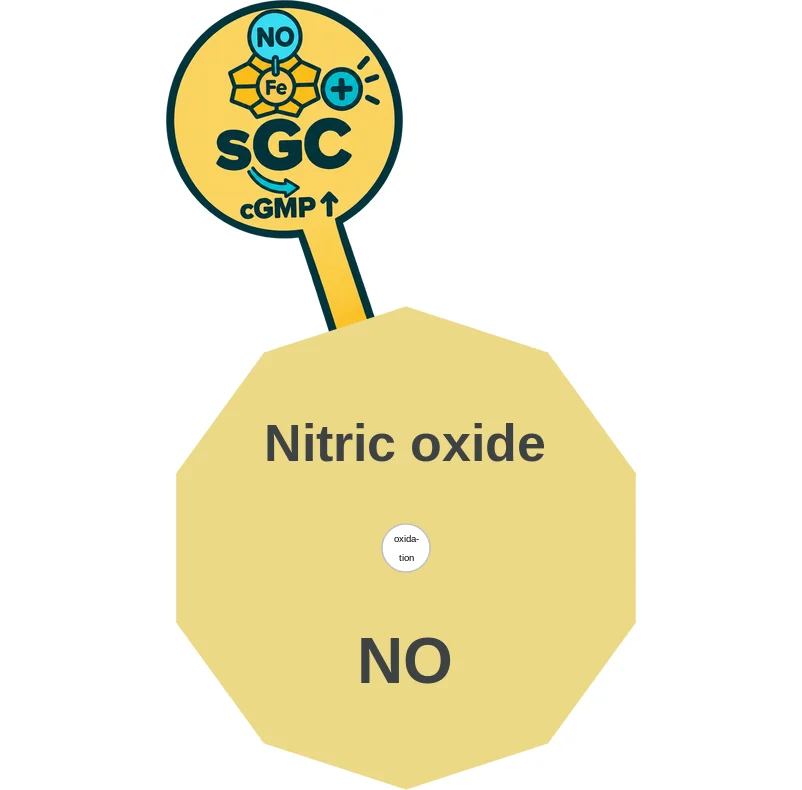 Nitric oxide ballicule: receptor binding, kinetics and half-life diagram