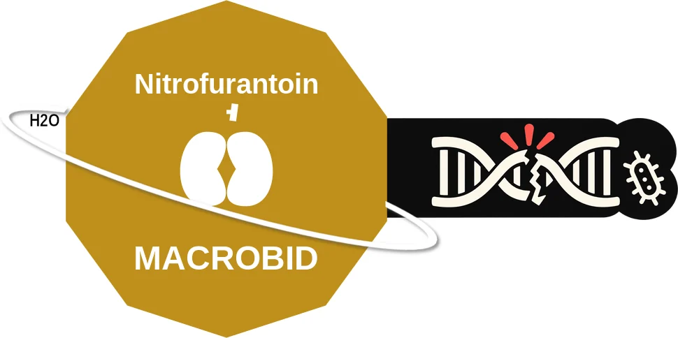 Nitrofurantoin ballicule: receptor binding, kinetics and half-life diagram
