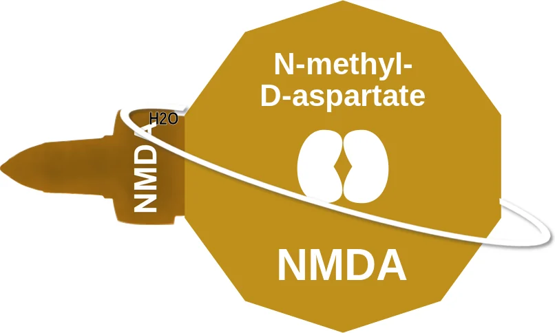 N-methyl-D-aspartate ballicule: receptor binding, kinetics and half-life diagram
