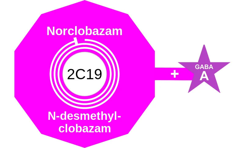 Norclobazam ballicule: receptor binding, kinetics and half-life diagram