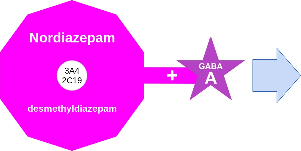 Nordiazepam ballicule: receptor binding, kinetics and half-life diagram