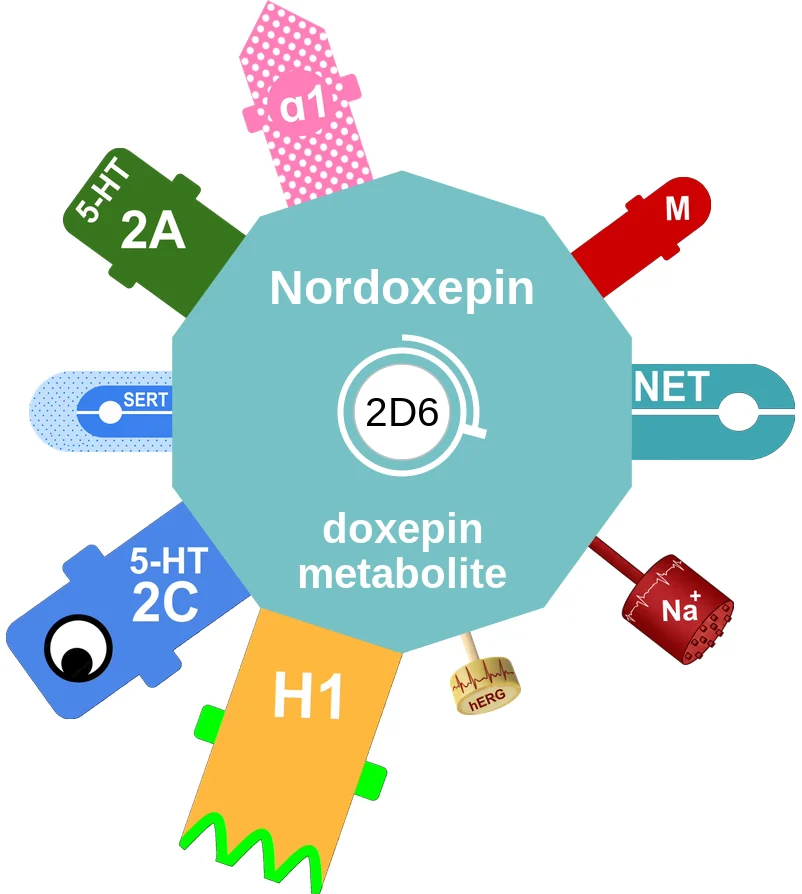 Nordoxepin ballicule: receptor binding, kinetics and half-life diagram