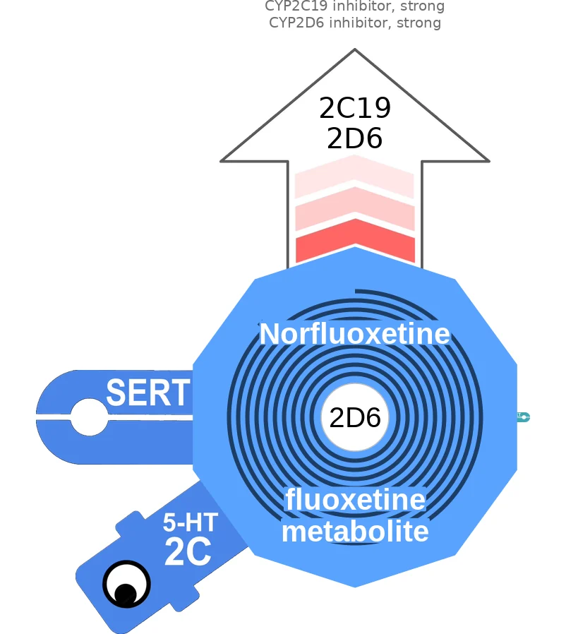 Norfluoxetine ballicule: receptor binding, kinetics and half-life diagram