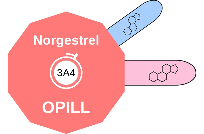 Norgestrel ballicule: receptor binding, kinetics and half-life diagram