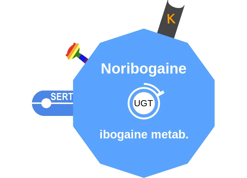 Noribogaine ballicule: receptor binding, kinetics and half-life diagram