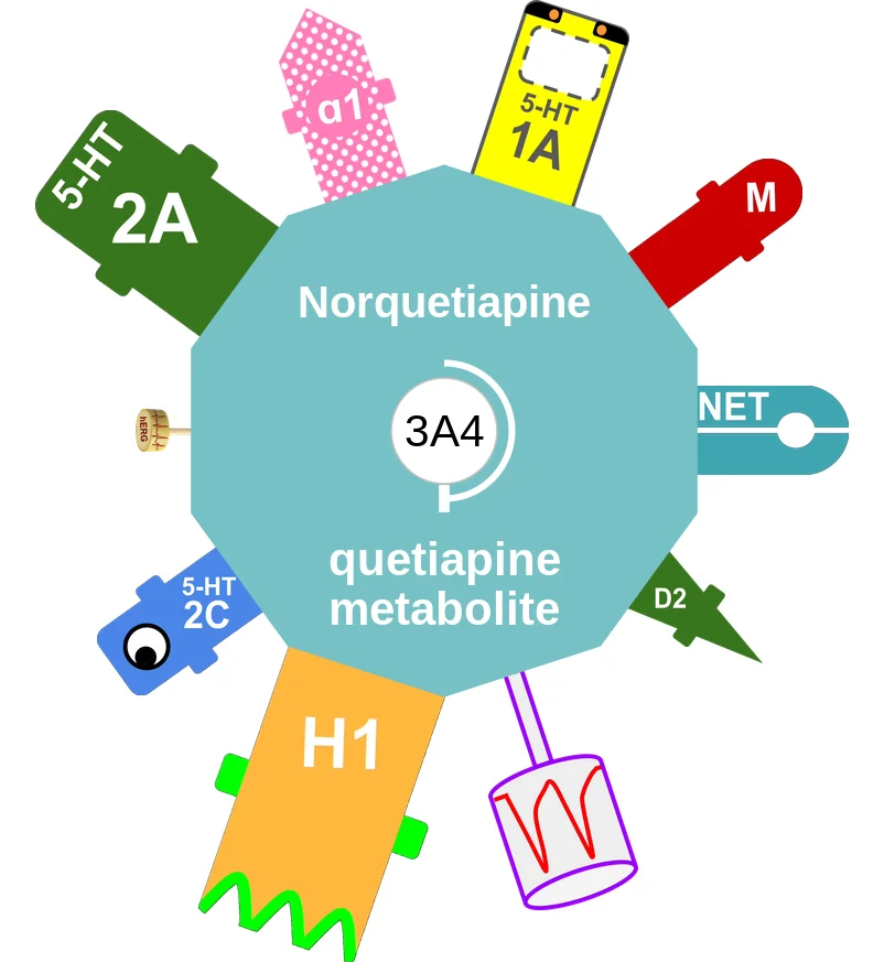 Norquetiapine ballicule: receptor binding, kinetics and half-life diagram