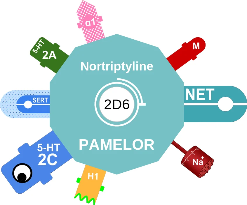 Nortriptyline ballicule: receptor binding, kinetics and half-life diagram