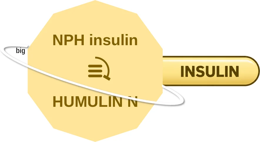NPH insulin ballicule: receptor binding, kinetics and half-life diagram