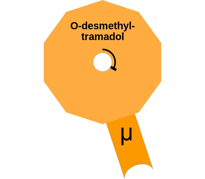 O-desmethyltramadol ballicule: receptor binding, kinetics and half-life diagram