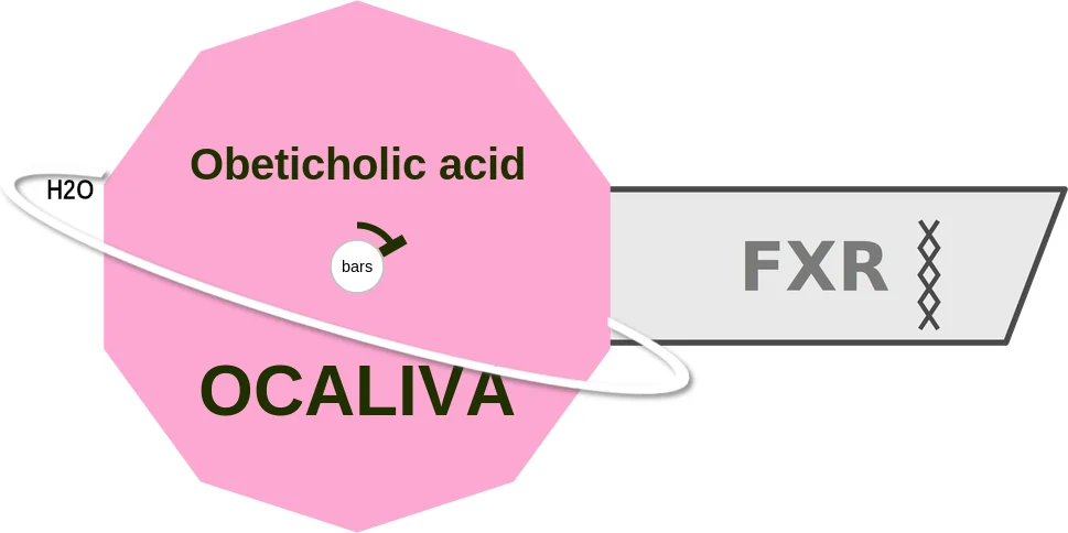 Obeticholic acid ballicule: receptor binding, kinetics and half-life diagram