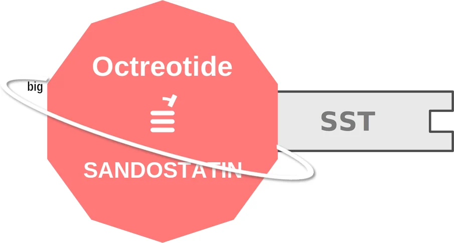 Octreotide ballicule: receptor binding, kinetics and half-life diagram