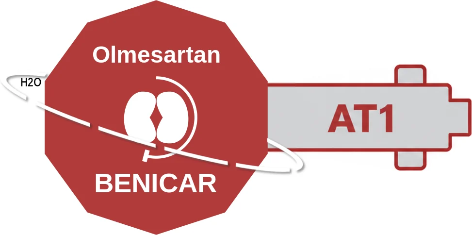 Olmesartan ballicule: receptor binding, kinetics and half-life diagram
