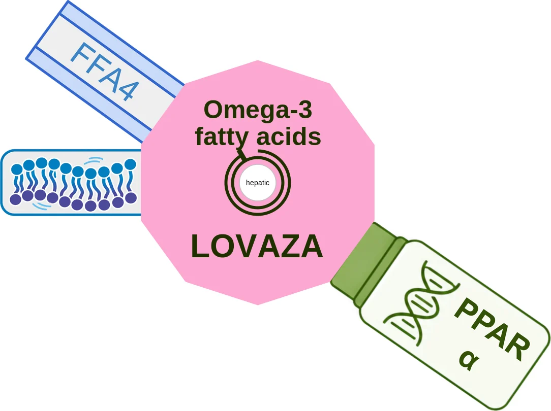 Omega-3 fatty acids ballicule: receptor binding, kinetics and half-life diagram
