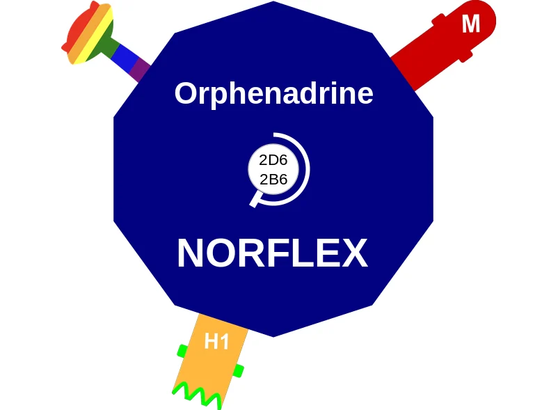 Orphenadrine ballicule: receptor binding, kinetics and half-life diagram