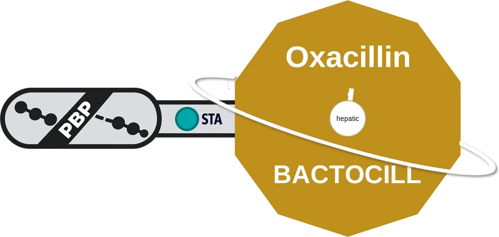 Oxacillin ballicule: receptor binding, kinetics and half-life diagram