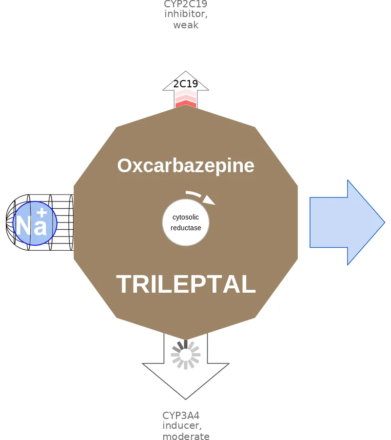 Oxcarbazepine ballicule: receptor binding, kinetics and half-life diagram