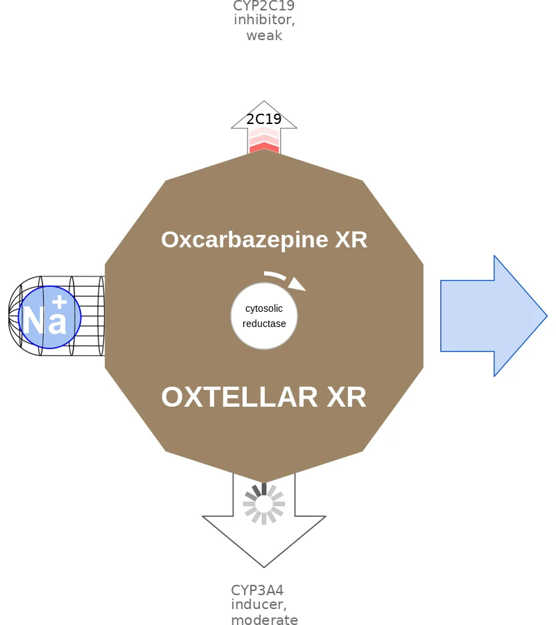 Oxcarbazepine XR ballicule: receptor binding, kinetics and half-life diagram