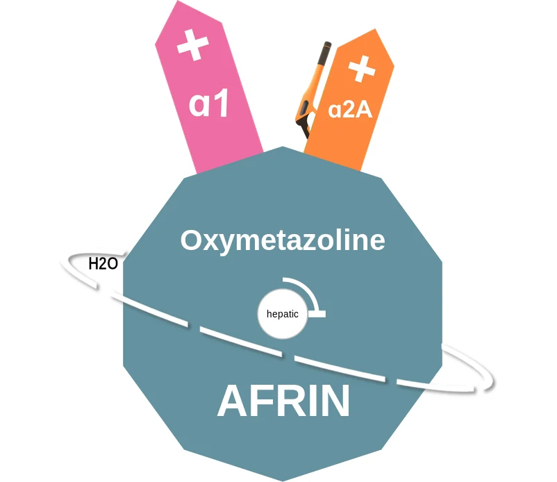 Oxymetazoline ballicule: receptor binding, kinetics and half-life diagram