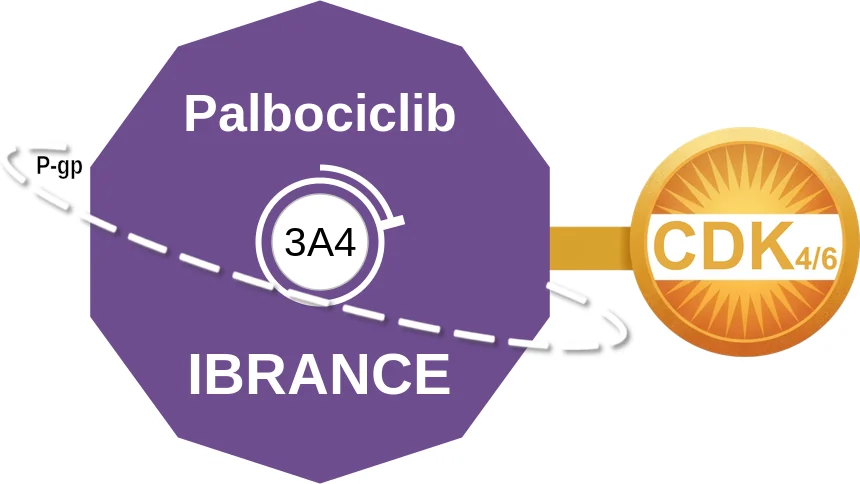 Palbociclib ballicule: receptor binding, kinetics and half-life diagram