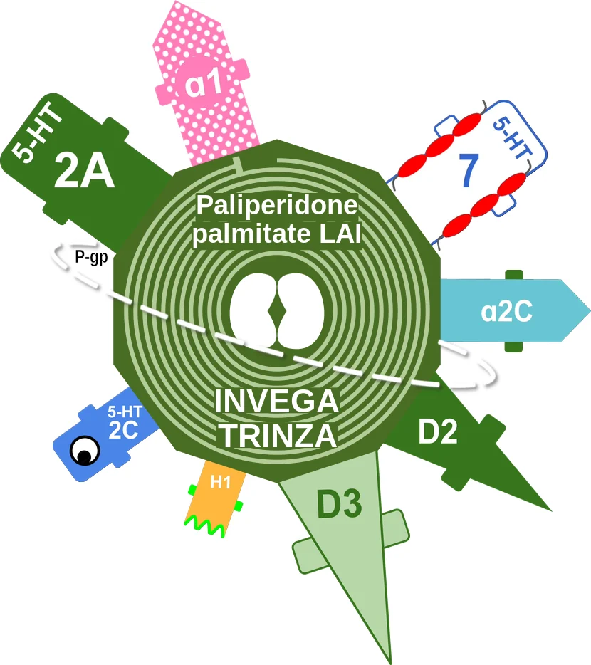 Paliperidone palmitate LAI ballicule: receptor binding, kinetics and half-life diagram