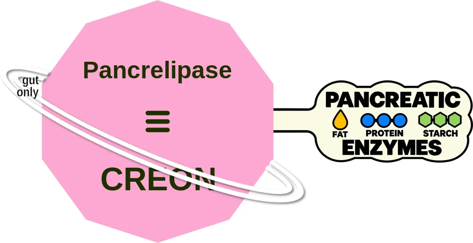 Pancrelipase ballicule: receptor binding, kinetics and half-life diagram