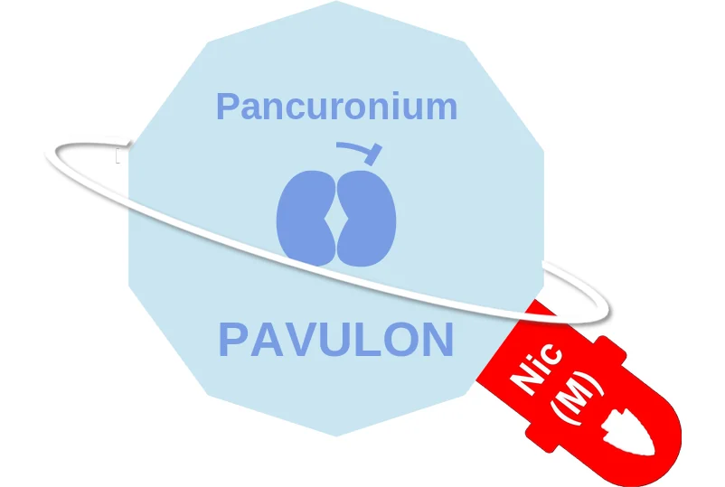 Pancuronium ballicule: receptor binding, kinetics and half-life diagram