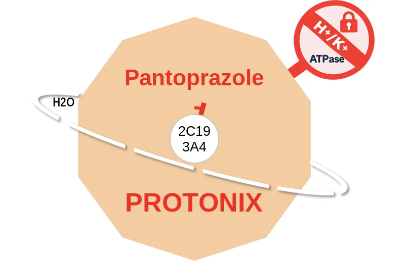 Pantoprazole ballicule: receptor binding, kinetics and half-life diagram