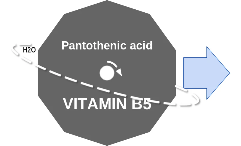 Pantothenic acid ballicule: receptor binding, kinetics and half-life diagram