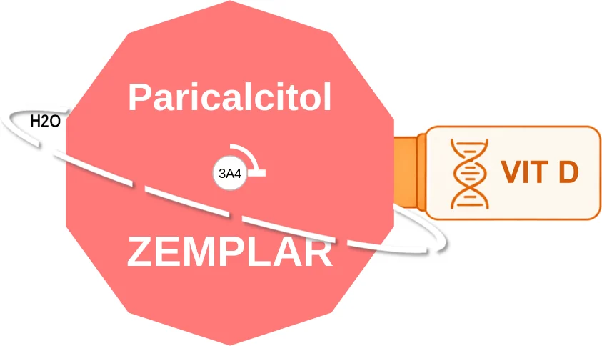 Paricalcitol ballicule: receptor binding, kinetics and half-life diagram